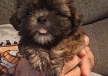 Adorable shihtzu pups