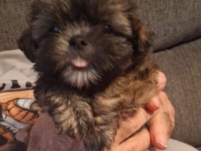 Adorable shihtzu pups