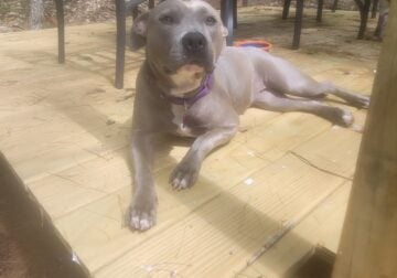Looking For An Attentive, Single Dog Home