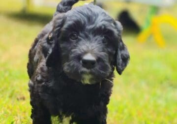 Black goldendoodles