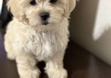 Maltipoo