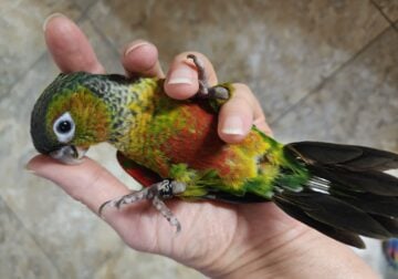 Black Capped Vorens (Opaline) Babies
