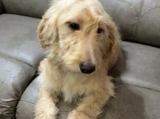 Goldendoodle Puppy – Golden Nugget