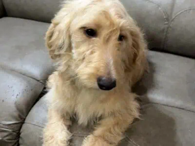 Goldendoodle Puppy – Golden Nugget