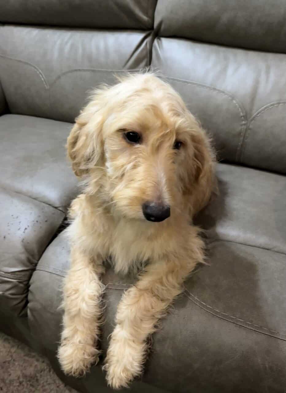 Goldendoodle Puppy - Golden Nugget image 1