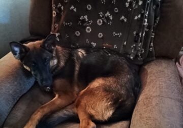 GERMAN SHEPARD 1 YR OLD