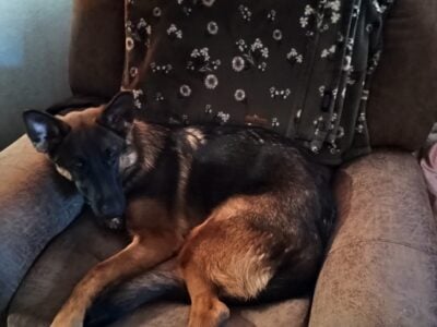 GERMAN SHEPARD 1 YR OLD