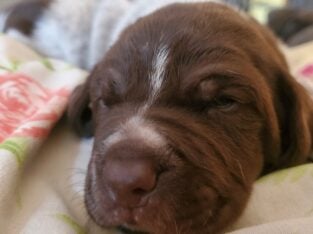 Puppies German Shorthair Pointer