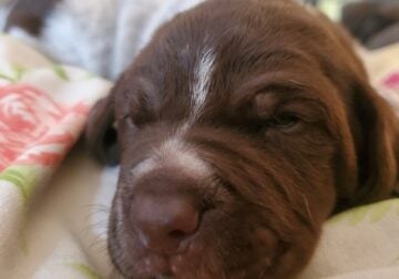 Puppies German Shorthair Pointer
