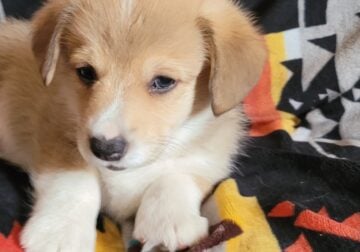 AKC registered Pembroke Welch Corgis