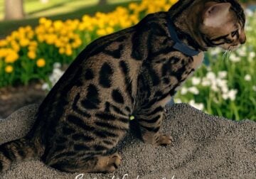 Bengal Kitten Spotted Brown Male