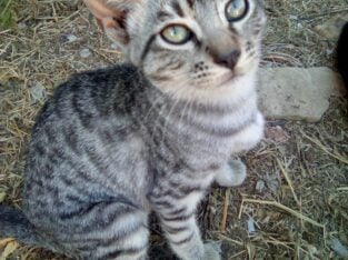 Silver Bengals kittens