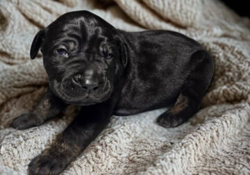 Clean Cut Cane Corso Puppies for Sale – BIGGIE