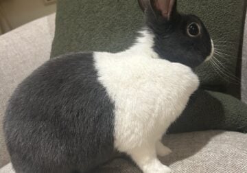 Sweet bunny in need of a home