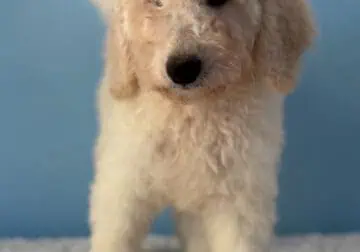 female F1b Goldendoodle