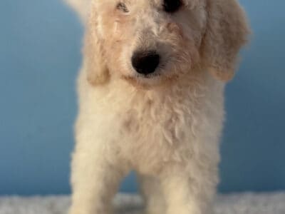 female F1b Goldendoodle