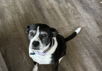 Free to good home terrier mix dog