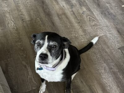 Free to good home terrier mix dog