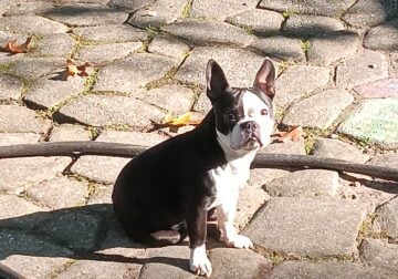 Boston terrier