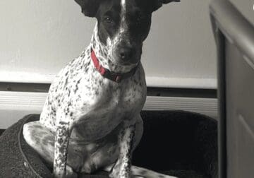 Rehoming hound mix