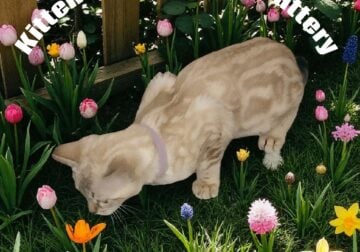 Bengal Kitten Snow Marbled Female
