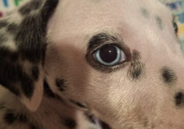 Blue eyed Dalmatian boy