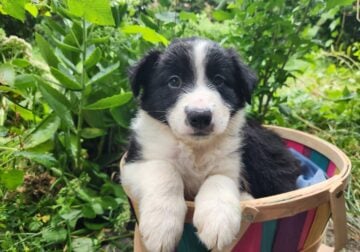 Border collie puppies!