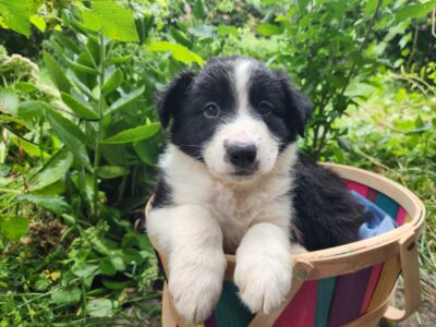 Border collie puppies!