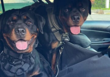 Rottweiler Puppies Due End of Aug