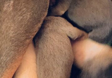 Dobermann puppies