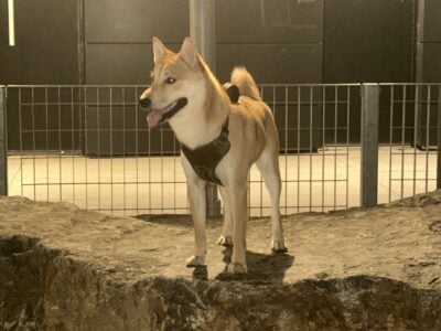 Amazing Pup for Sale