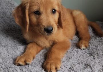 Dark golden retriever