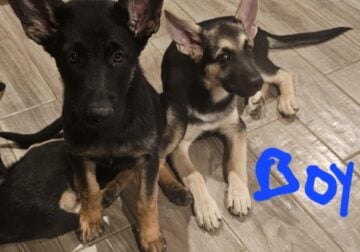 3 Mths old GS Puppies