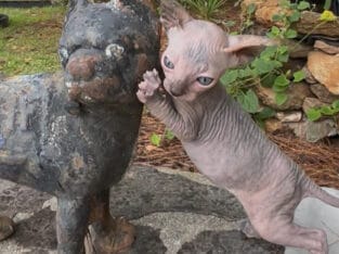 Sphynx Kittens