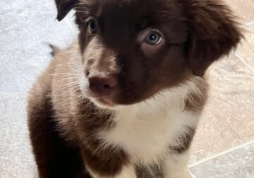 Aussie/Border Collies Puppies