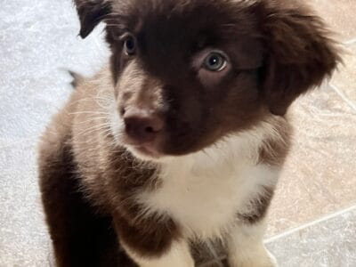 Aussie/Border Collies Puppies