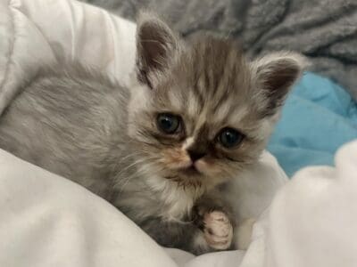 Beautiful Persian kittens