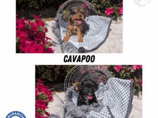 MALE CAVAPOO PUPS