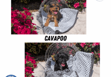 MALE CAVAPOO PUPS