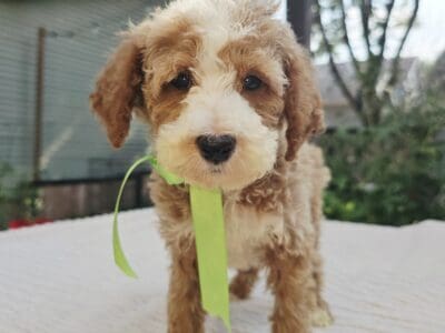 Beautiful Petite F1B Mini Goldendoodle REDUCED