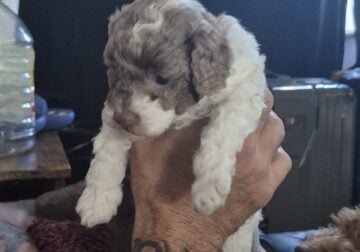 Toy poodle puppy