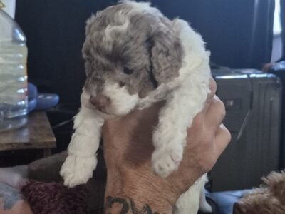 Toy poodle puppy
