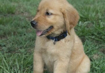 Archer – CKC golden retriever