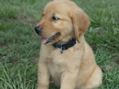 Archer – CKC golden retriever