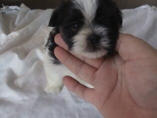 IMPERIAL TEACUP SHIHTZU ! Short Little LEGGGGS !