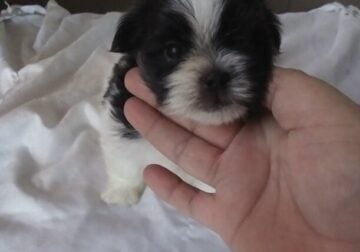 IMPERIAL TEACUP SHIHTZU ! Short Little LEGGGGS !