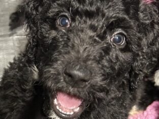 Golden Mountaindoodle Puppies Ready!
