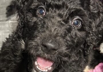 Golden Mountaindoodle Puppies Ready!