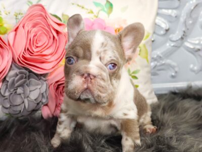 ♥ STUNNING MERLE ♥