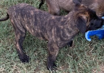 Tiger Dutch Shepherd